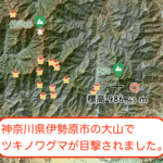 伊勢原市の大山でクマ（ツキノワグマ）が目撃されました。神奈川県と東京都のクマ目撃数の差は生息地が違うと推測されます。